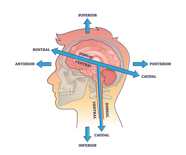 BERA Test in Agra - Dr Vinay Agrawal
